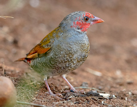Orange-winged Pytilia immature male